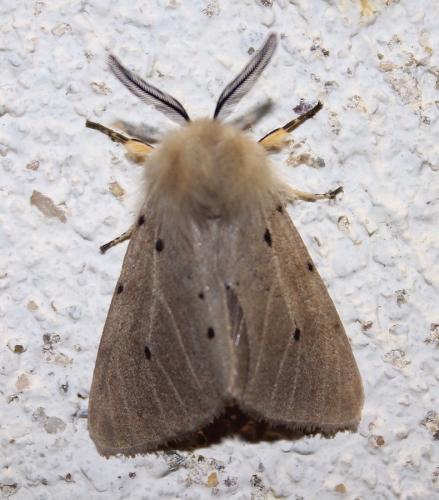 Diaphora mendica